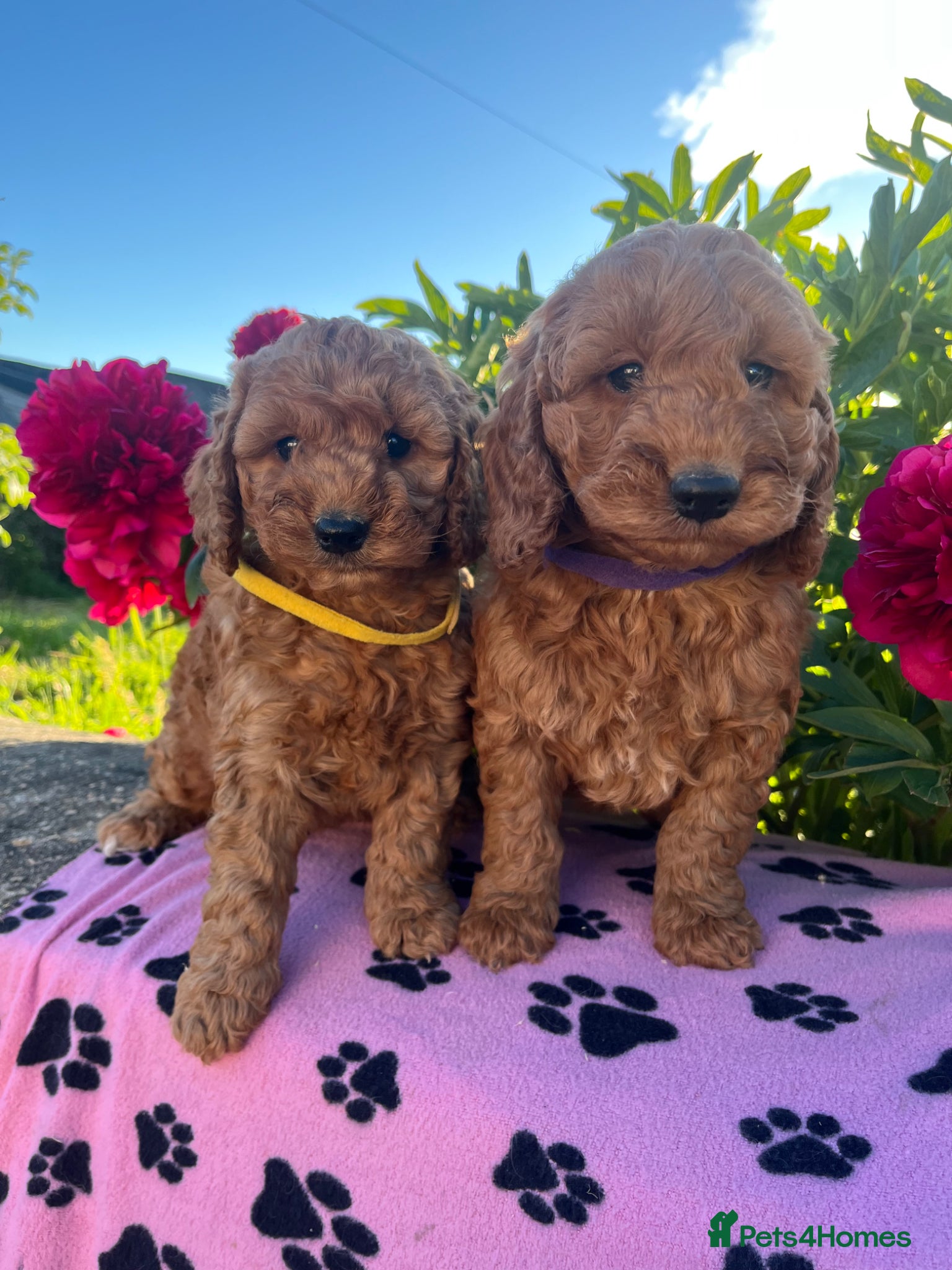 Cockapoo dogs Stunning cockapoo puppies  - Advert 2
