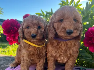 Cockapoo dogs Stunning cockapoo puppies - Advert 2