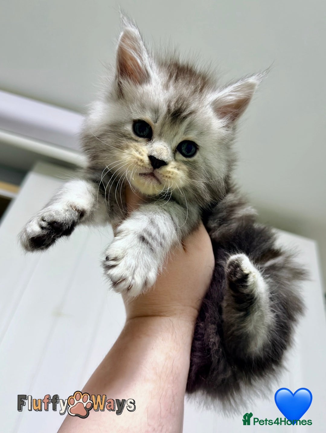 Maine Coon cats for sale: 🐾💠 *TICA REG* SILVER MAINE COON KITTENS 💠🐾 - Advert 1