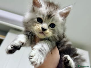 Maine Coon cats 🐾💠 *TICA REG* SILVER MAINE COON KITTENS 💠🐾 - Advert 16