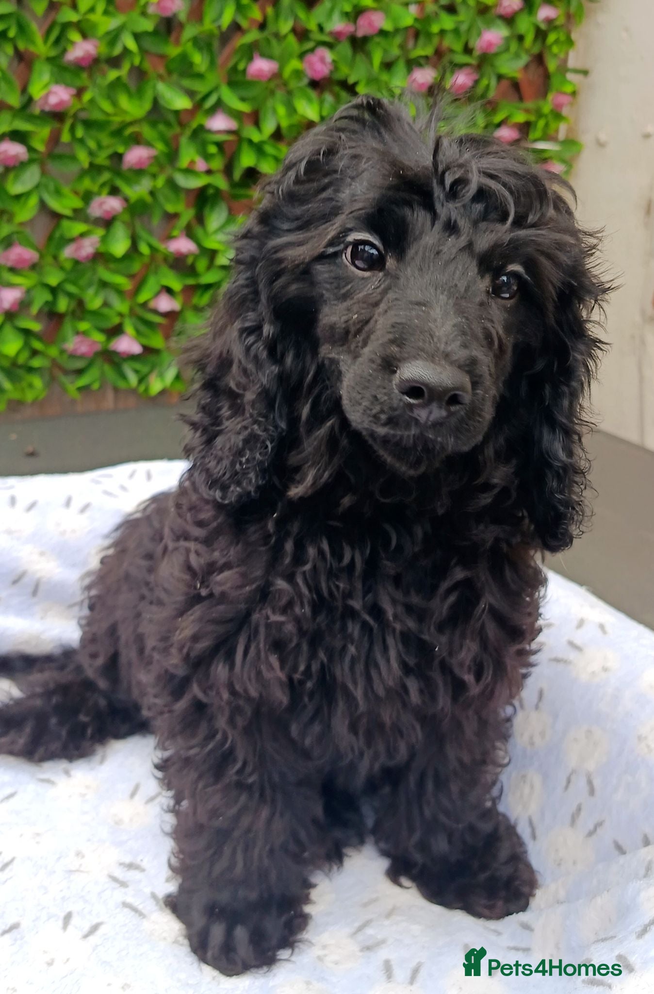 Cavapoo dogs "RUPERT" FULLY VAX F1 CAVAPOO EXT HEALTH TESTED - Advert 1