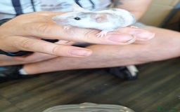 Mouse rodents for sale: Baby female fancy tri colour mice  - Image 1