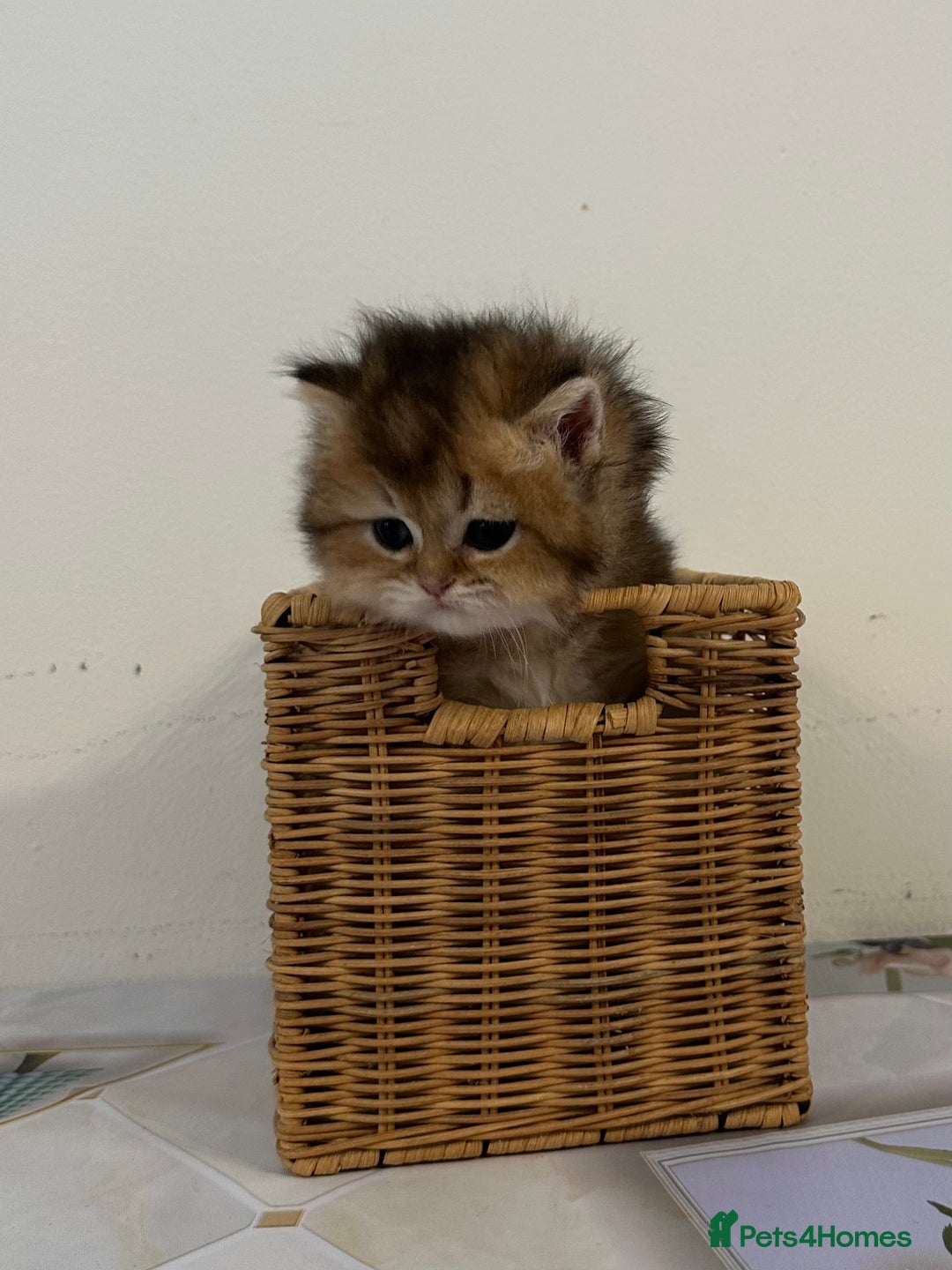 British Longhair cats for sale: Rare Golden Shaded British Longhair Girl Teddy  - Image 8