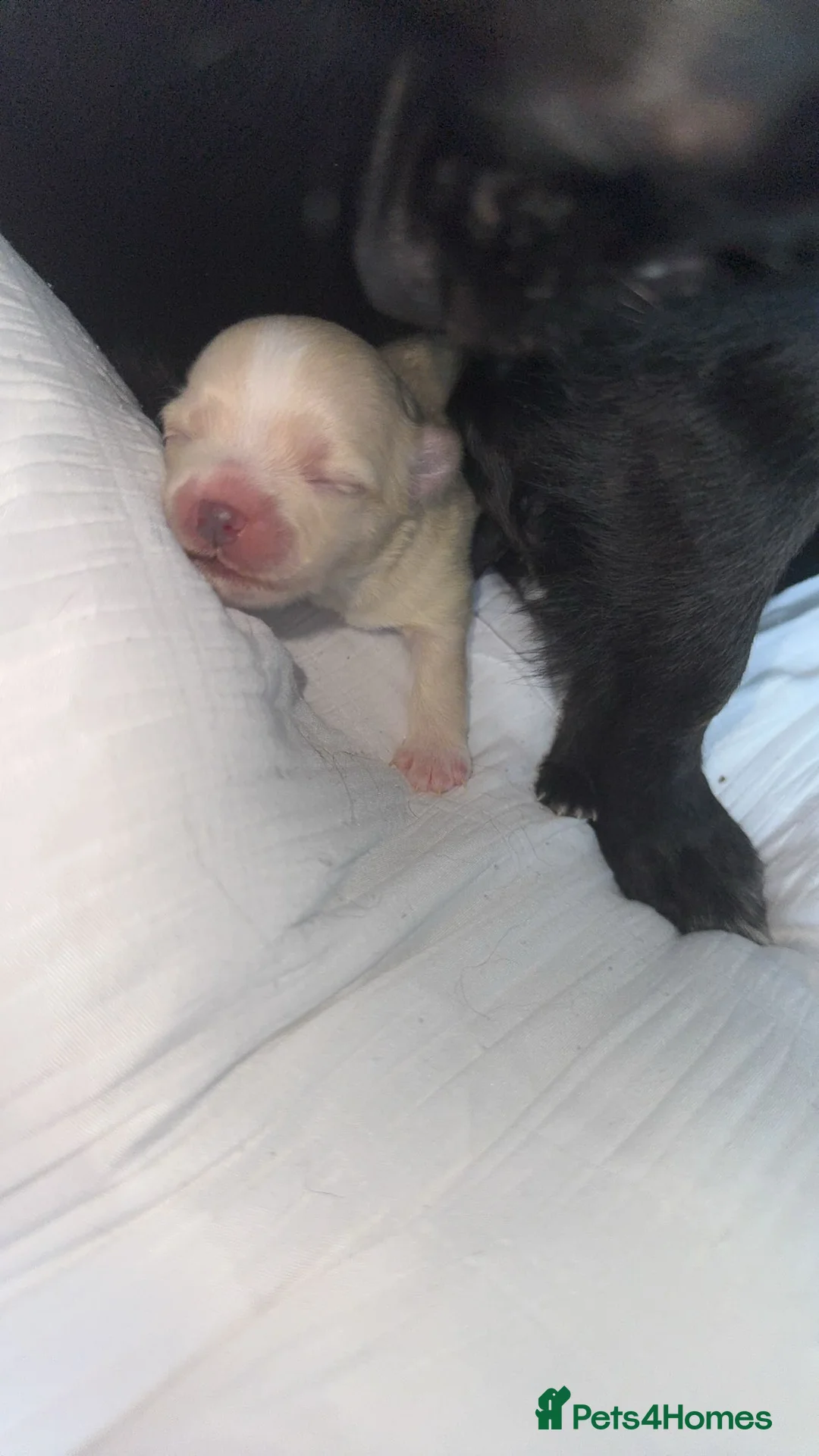 Pomchi dogs for sale: 🎀Pomchi puppies🎀 - Advert 6