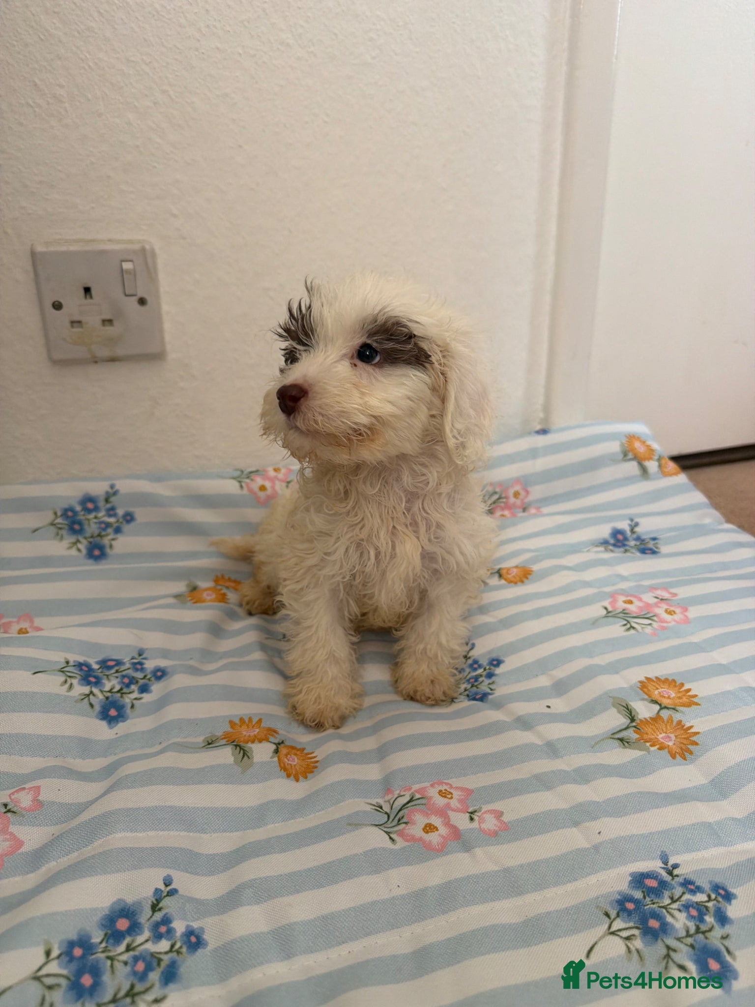 Maltipoo dogs (4 left) Stunning toy Maltipoo Puppies  - Advert 2