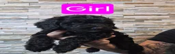 Cockapoo dogs for sale: 7 x F2 cockerpoo puppies 4 boys 3 girls - Advert 18