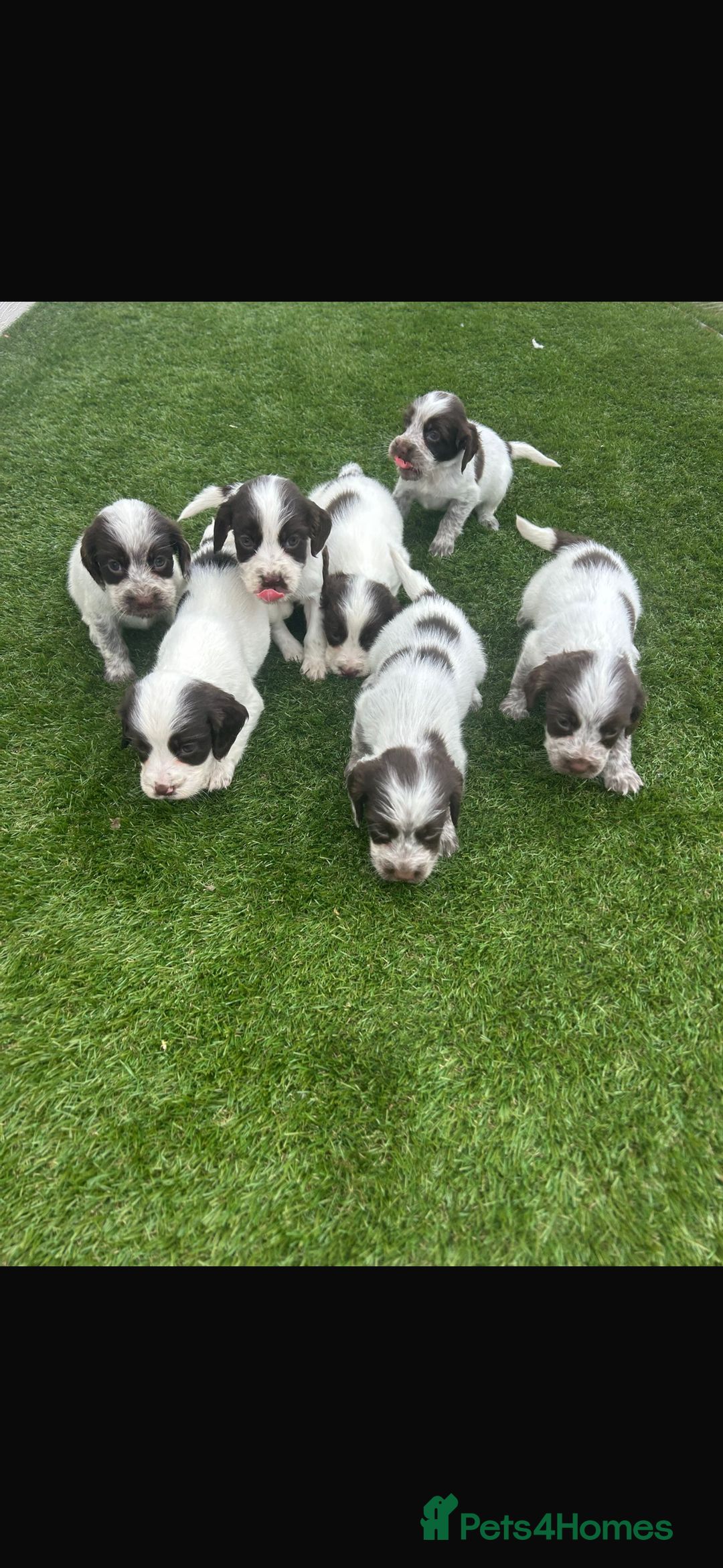 Cocker Spaniel dogs for sale: Cocker spaniel puppies 6girls 1boy ready now - Image 2