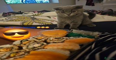 Scottish Fold cats - Advert 13