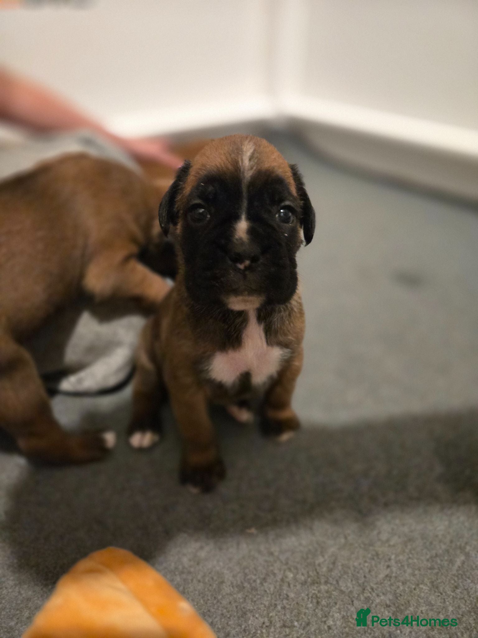 Boxer dogs Kc boxers - last girl looking for home - Advert 7