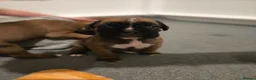 Boxer dogs for sale: Kc boxers - boy and girl are looking for 🏡 - Advert 4