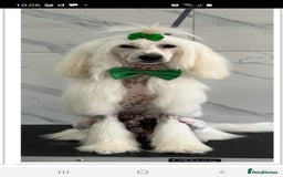 Chinese Crested dogs for stud: Mr stanley STUD ONLY KC REGISTERED  in Swindon - Image 7