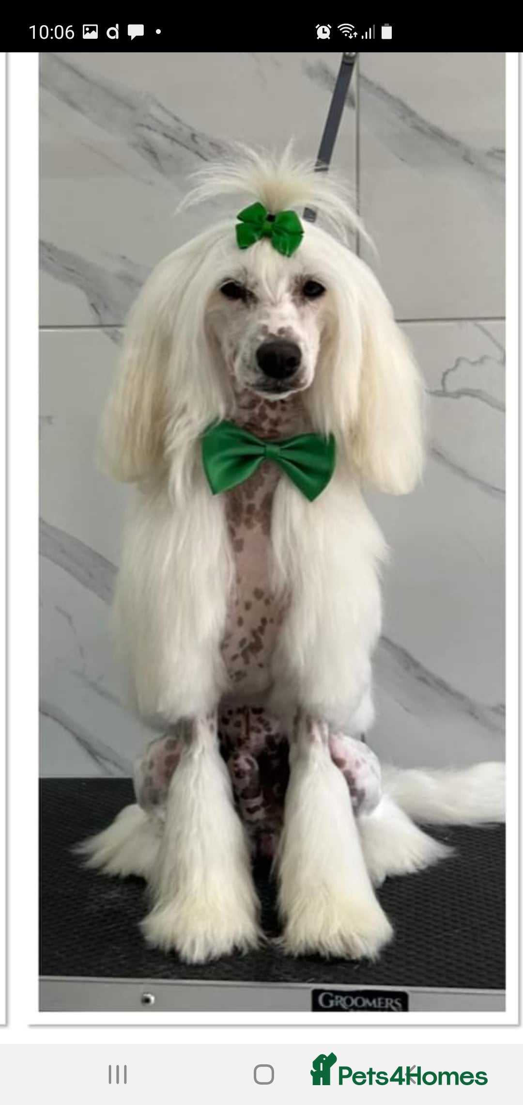 Chinese Crested dogs for stud: Mr stanley STUD ONLY KC REGISTERED  in Swindon - Image 7
