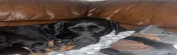 Labrador Retriever dogs for sale: Adorable Labrador puppies for sale in Ludlow - Advert 6