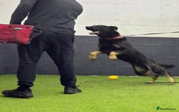 Mixed Breed dogs for sale: Stunning Wheaton bull cross girls - Image 12