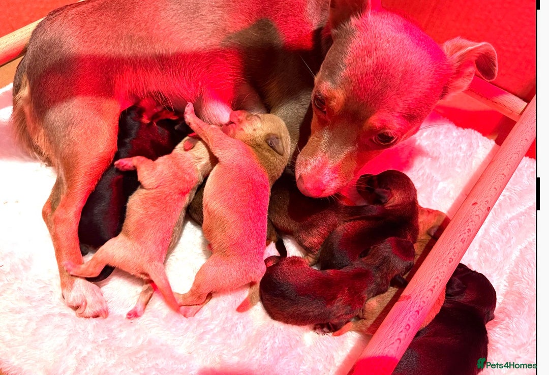 Jackapoo dogs for sale: Much Wenlock Jackapoo puppies - Rare & Special - Advert 1