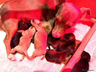 Jackapoo dogs Much Wenlock Jackapoo puppies - Rare & Special - Advert 16