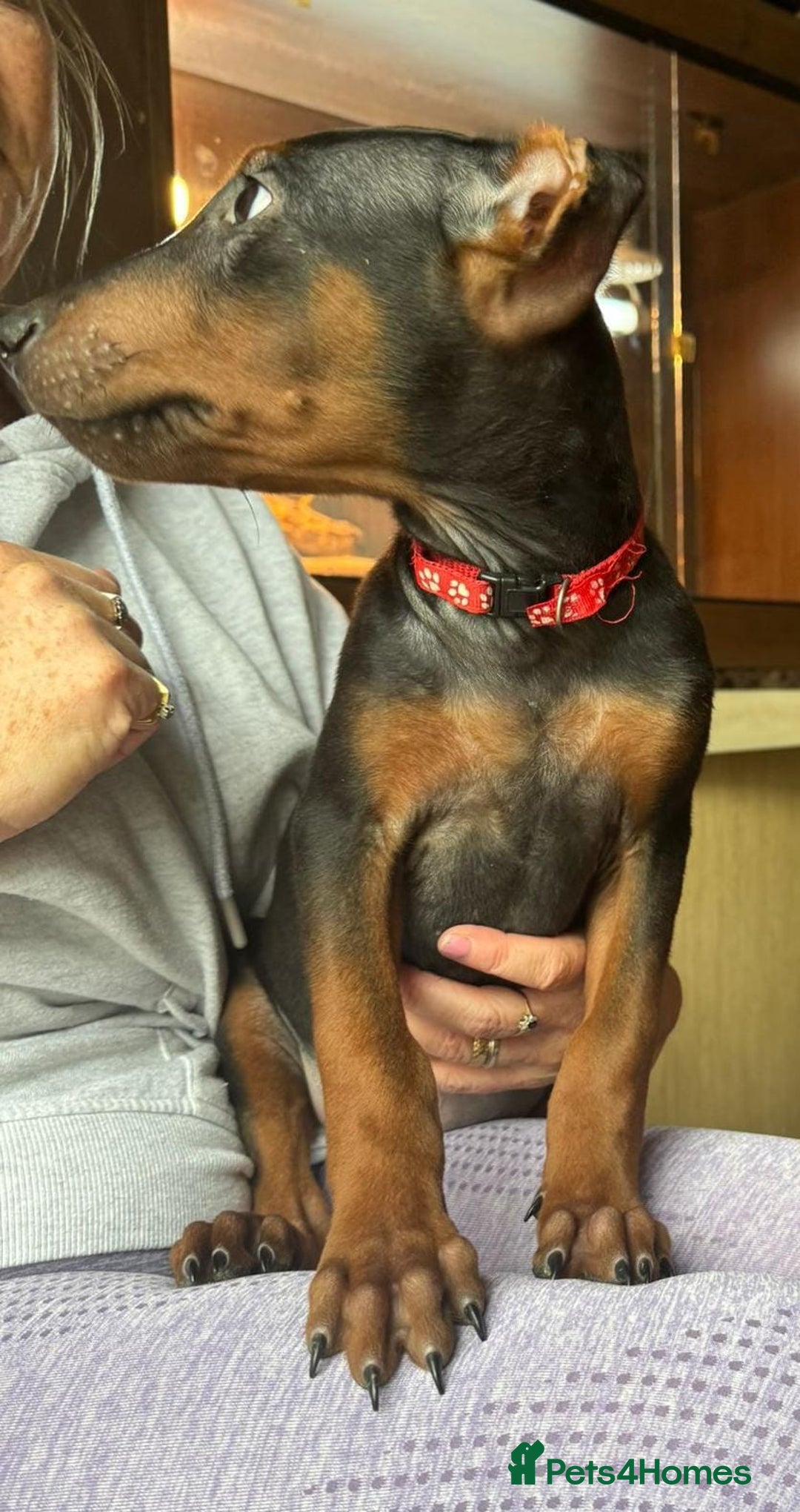 Mixed Breed dogs for sale: Chinese Red Dogs - Image 34
