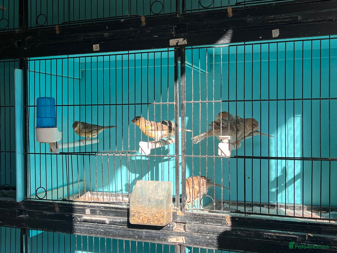 Canaries birds for sale: Young canaries  - Advert 20