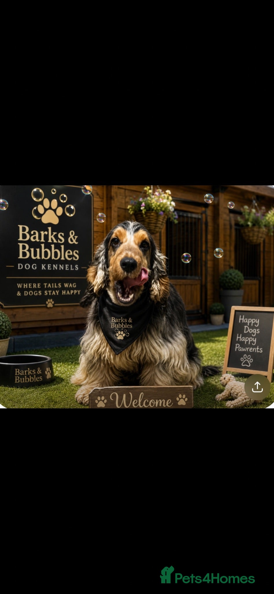 Cocker Spaniel dogs Beautiful Proven Show Cocker Spainel  - Advert 23