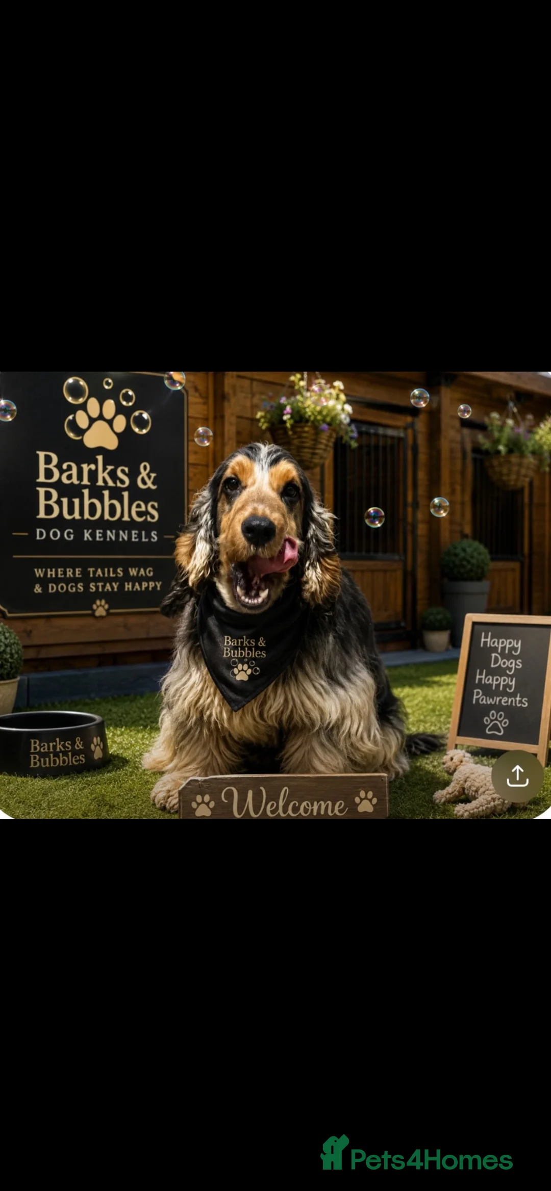 Cocker Spaniel dogs for stud: Beautiful Proven Show Cocker Spainel  - Advert 1