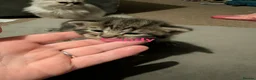 Mixed Breed cats for sale: maine coon cross tabby - Advert 3