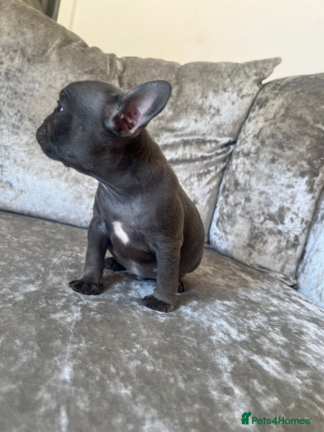 French Bulldog dogs for sale: REDUCED & READY TO LEAVE 1BOY LEFT French bulldog - Image 10