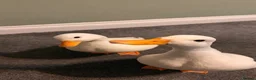 Ducks poultry for sale: 2 male call ducks  - Advert 1