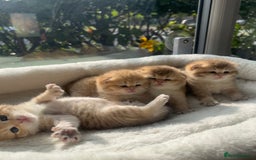 British Shorthair cats for sale: TICA Reg Beautiful Golden & Golden Tabby Bsh  - Image 11