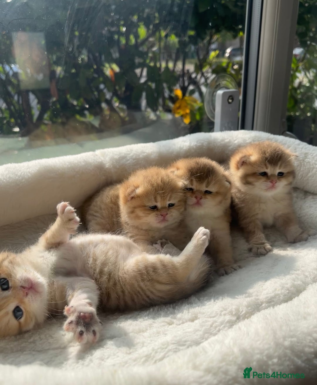 British Shorthair cats for sale: TICA Reg Beautiful Golden & Golden Tabby Bsh  - Image 11