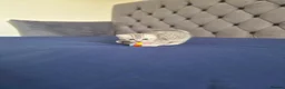 Scottish Fold cats for sale: Adorable scottish fold kittens  - Advert 20