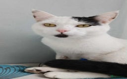 Mixed Breed cats for adoption: HARRI - Image 1