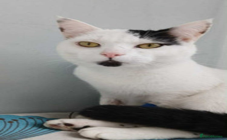 Mixed Breed cats - Advert 3