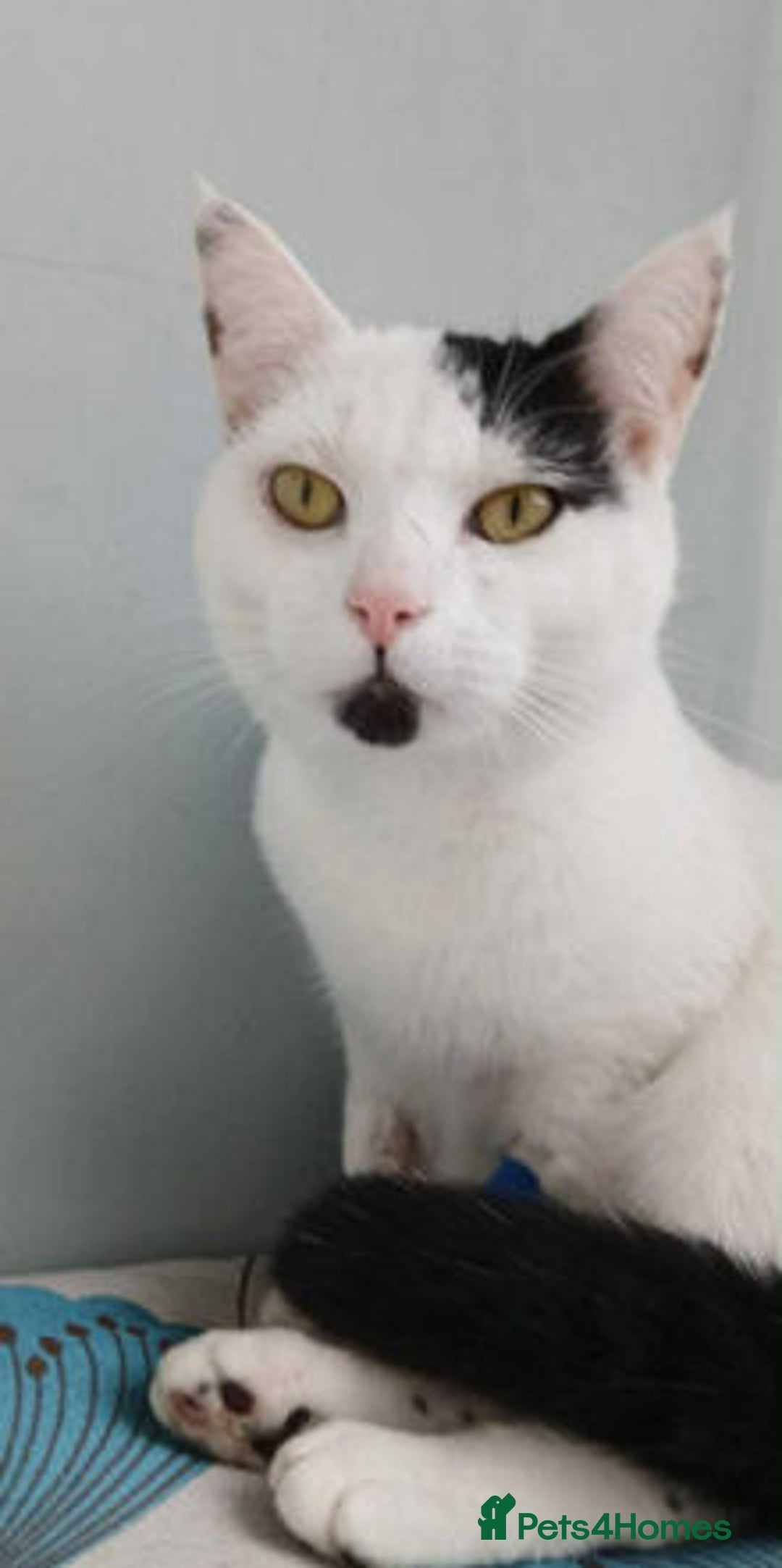 Mixed Breed cats for adoption: HARRI - Image 1