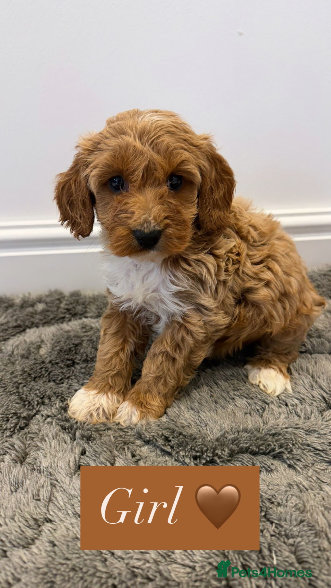 Cockapoo dogs for sale: Cockapoo puppies looking for homes 🏠  - Image 13