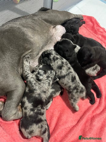 French Bulldog dogs - Advert 4