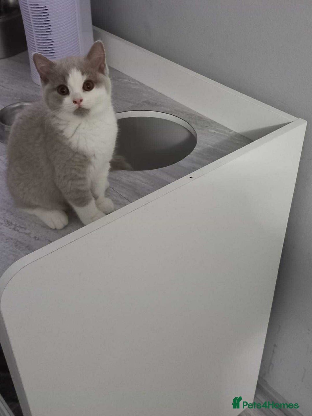 British Shorthair cats for sale: quality kittens gccf registered - Image 10