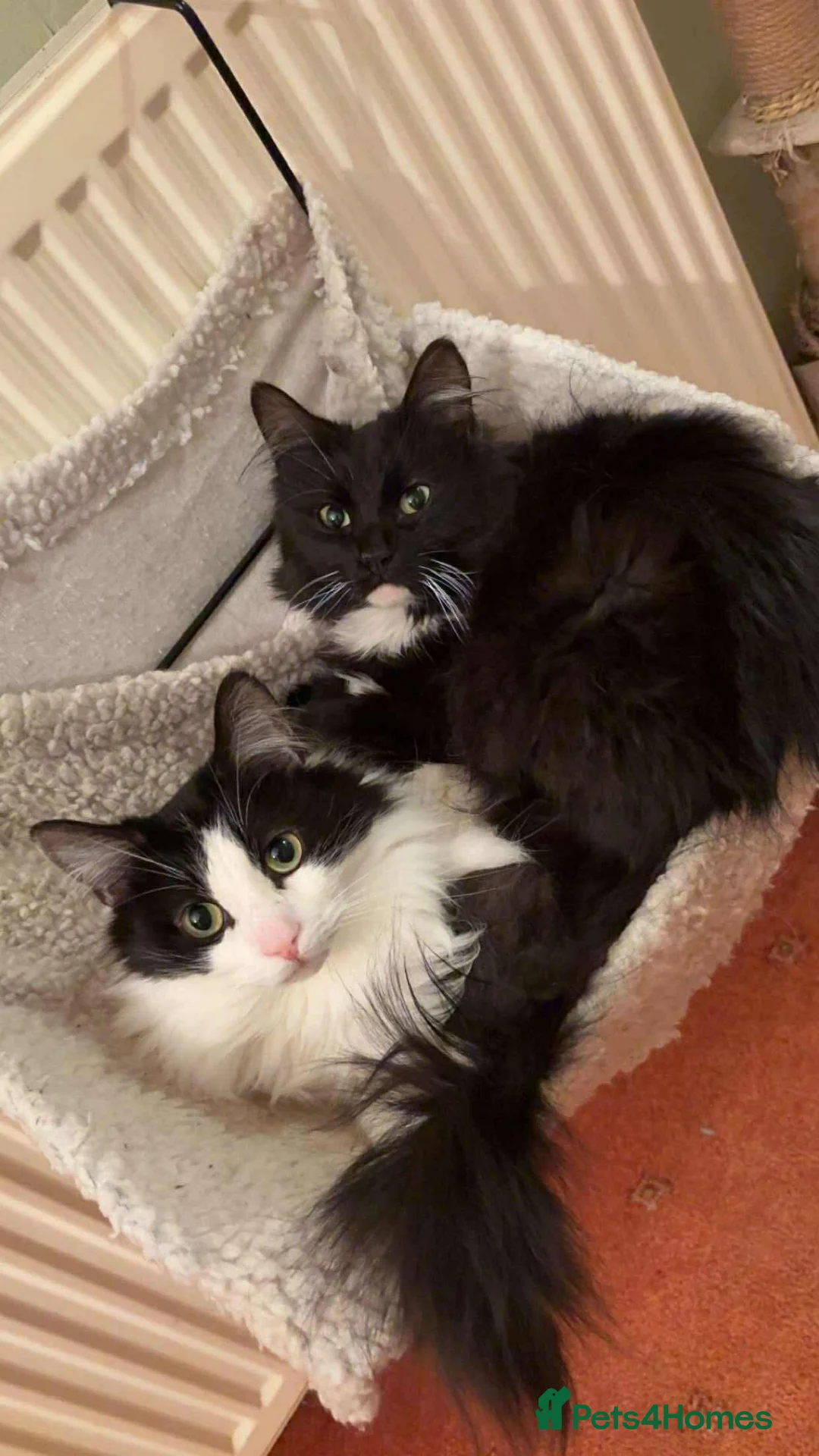 Mixed Breed cats for sale: 3 beautiful male cats - Advert 8