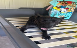 Mixed Breed dogs for sale: Bear - Staffy X German Shepherd - Image 28