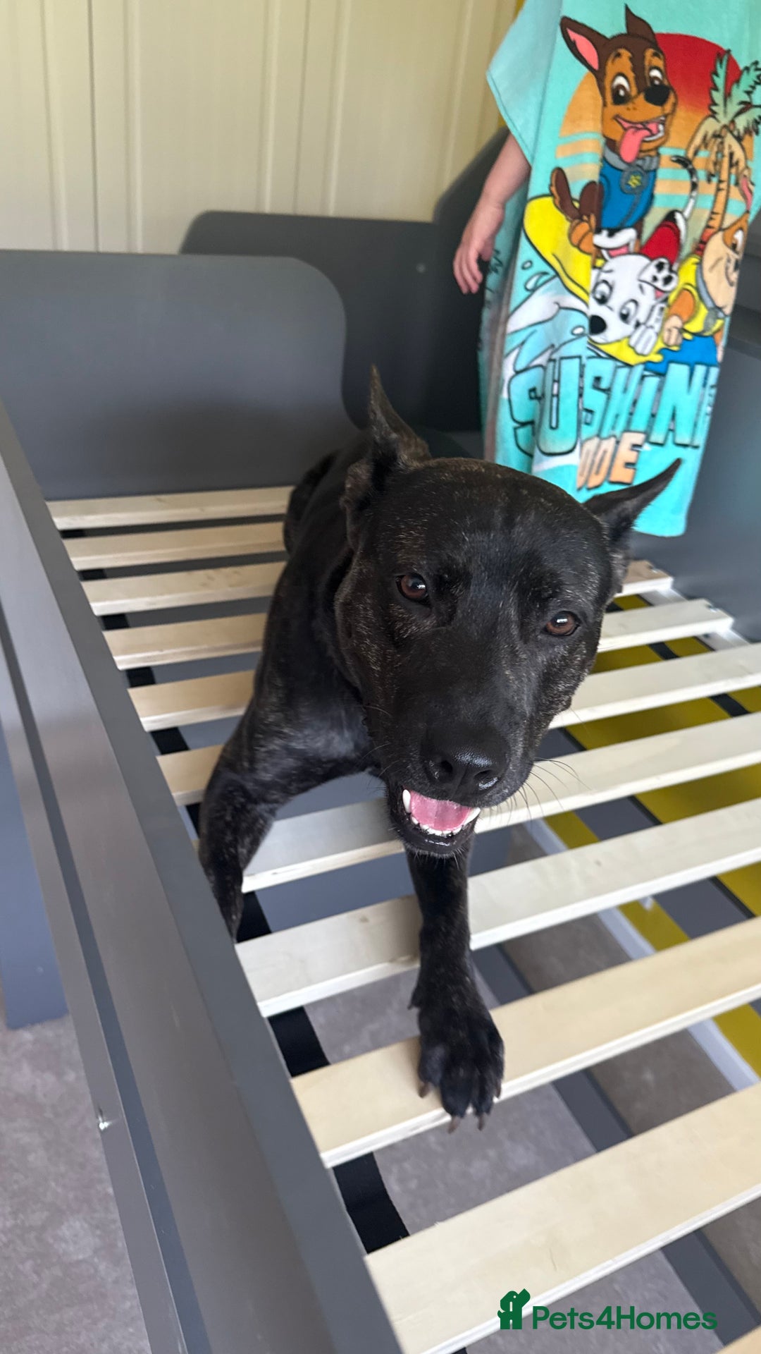 Mixed Breed dogs for sale: Bear - Staffy X German Shepherd - Image 28
