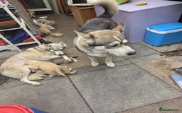 Mixed Breed dogs for sale: For sale Husky  - Image 3