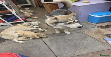 Mixed Breed dogs - Advert 3