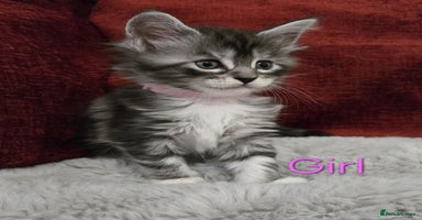 Maine Coon cats - Advert 11