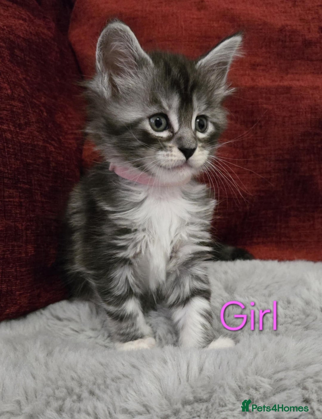 Maine Coon cats for sale: 1 Maine Coon kitten boy. - Image 12