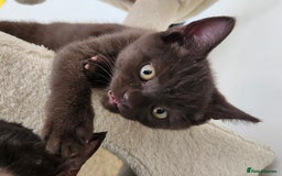 Havana Brown cats for sale: Rare Havana Brown's kittens - Image 15