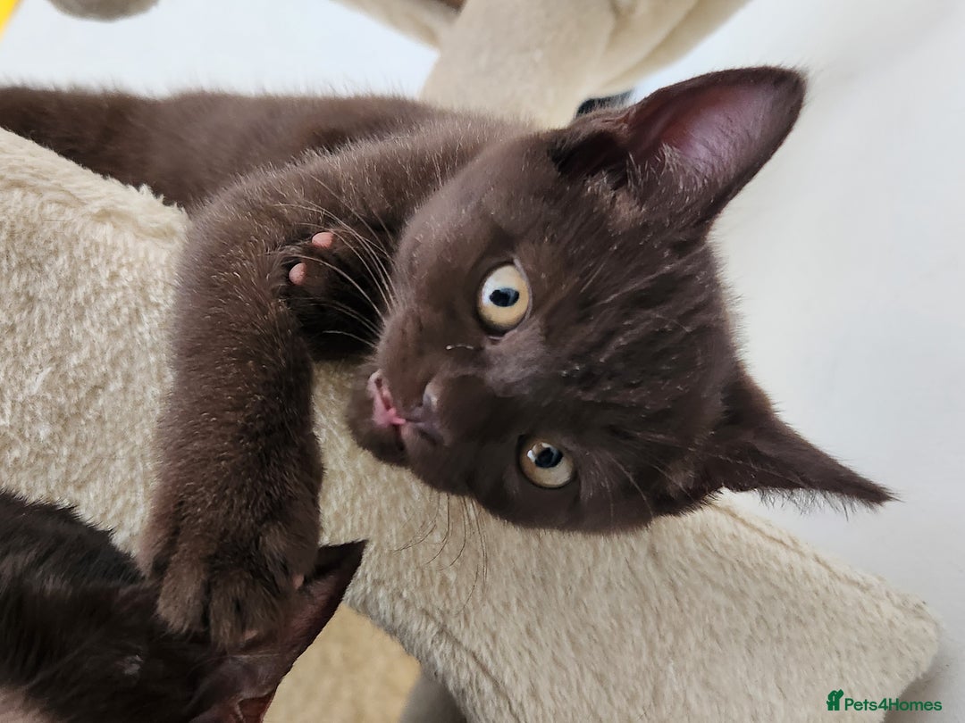 Havana Brown cats for sale: Rare Havana Brown's kittens - Image 15