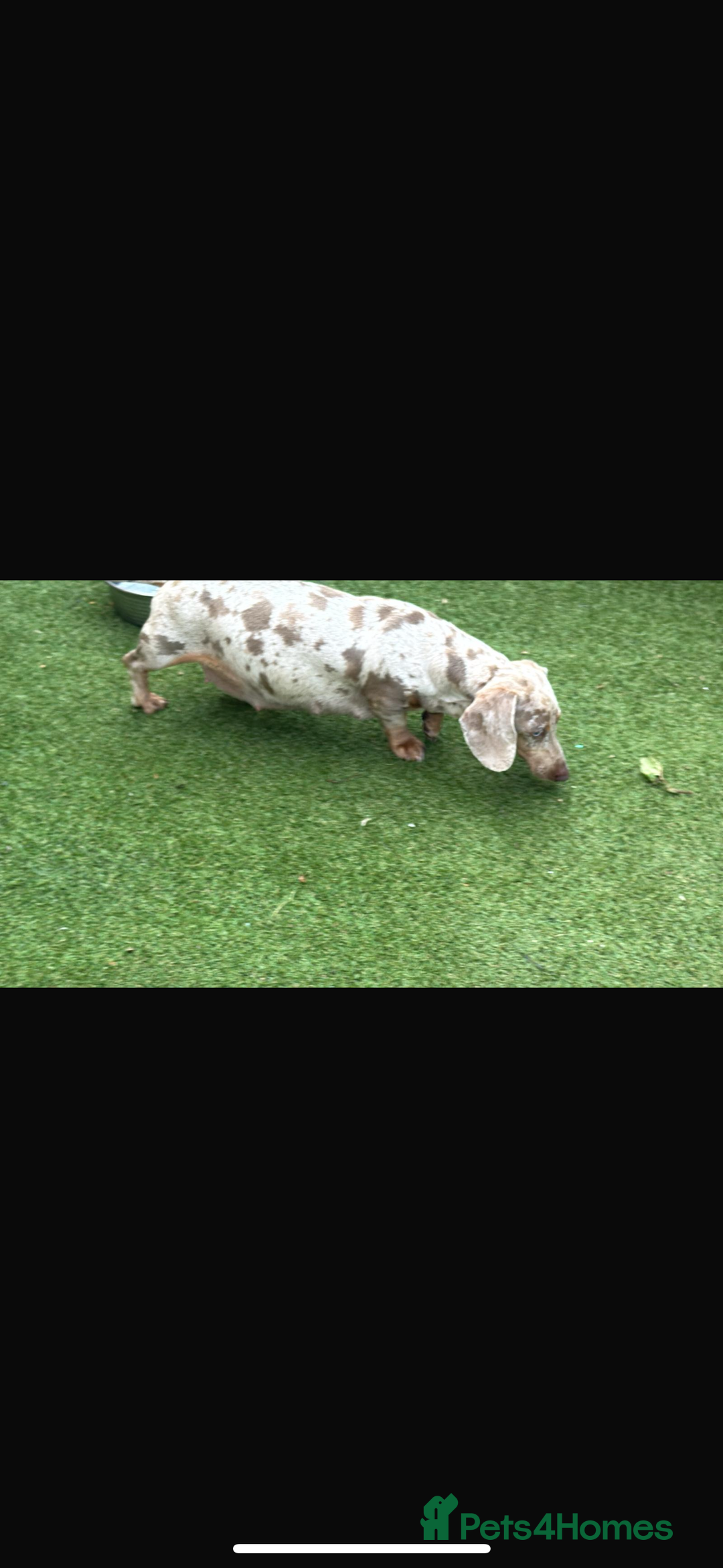 Miniature Dachshund dogs for sale: Izzabella mini dashaunds  - Image 10