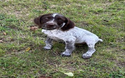 Mixed Breed dogs for sale: German weirdhair pointer\working springer spaniel  - Image 3