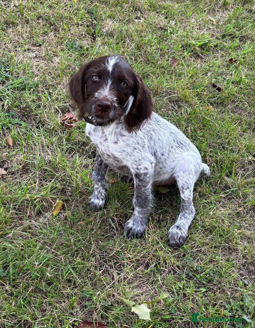 Mixed Breed dogs for sale: German weirdhair pointer\working springer spaniel  - Image 3