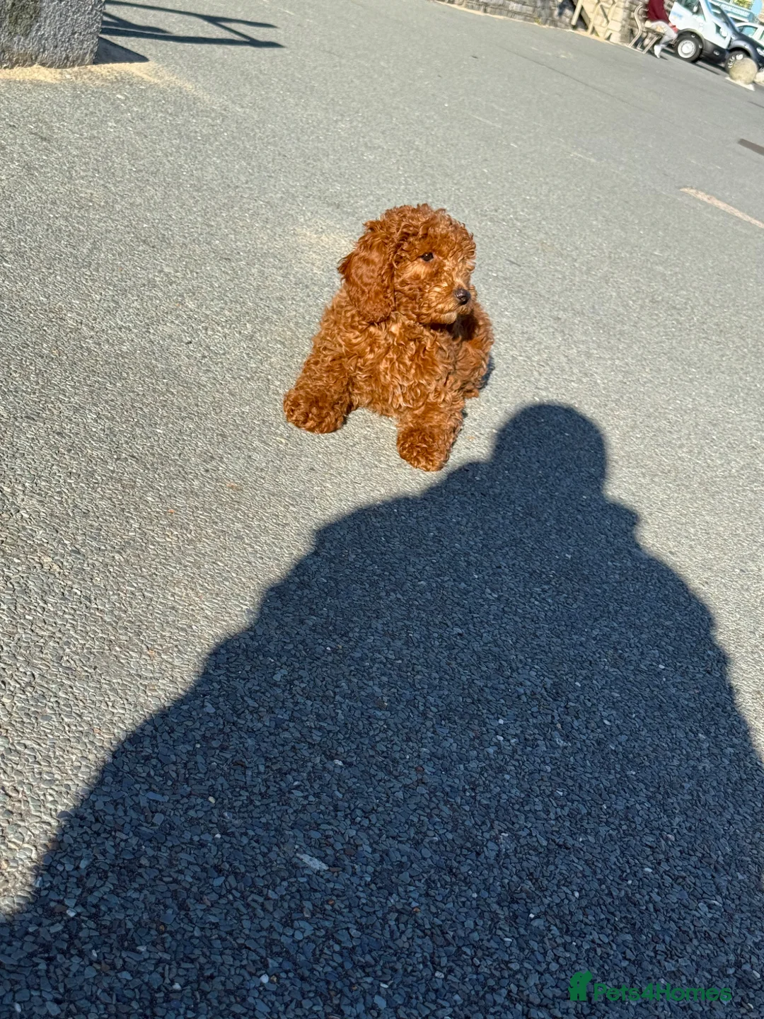 Cockapoo dogs for sale: 🐶🤎1 cockapoo girls ready for loving home 🤎🤎 - Advert 2