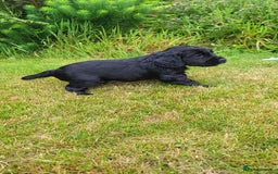 Cocker Spaniel dogs for sale: FTCH, KC REG working cocker pups - Image 4